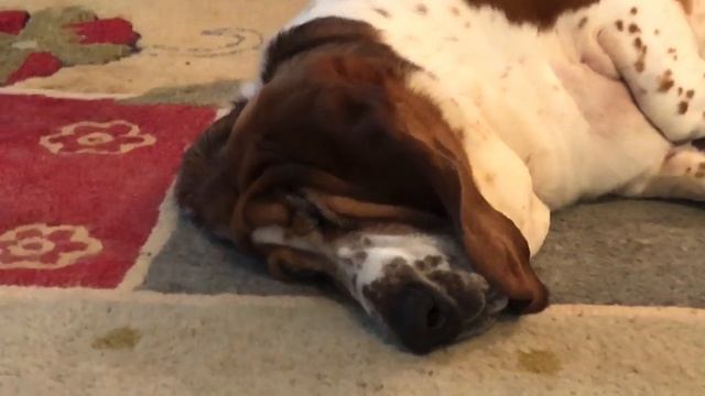 Basset Maintenance