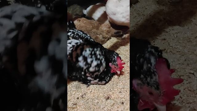 Любимая подстилка кур Древесная стружка! смотреть онлайн