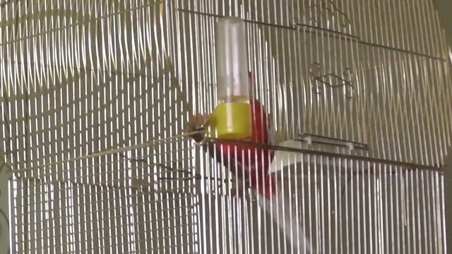 Попугай розелла не всегда поет Часто он просто орет смотреть онлайн