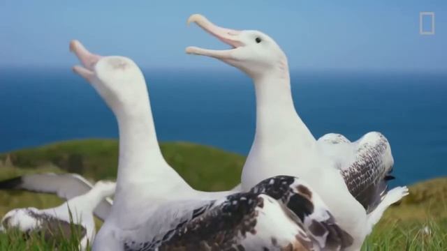 Will Smiths in their natural habitat смотреть онлайн