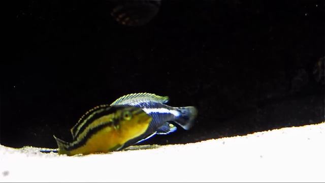 Malawi Cichlids Breeding - Close Up - Melanochromis Auratus смотреть онлайн
