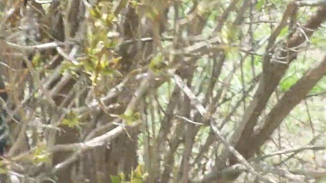 Blue Headed Grackle смотреть онлайн