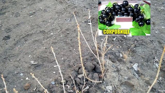 САЖЕНЦЫ СМОРОДИНЫ НА ПРОДАЖУ смотреть онлайн