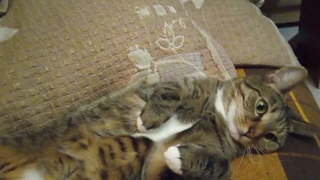 кошка отдыхает не беспокоить смотреть онлайн