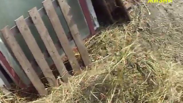 УБОРКА СЕНА. ВЫВОЗИМ СЕНО. СКОШЕНО МОТОБЛОКОМ НЕВА. смотреть онлайн