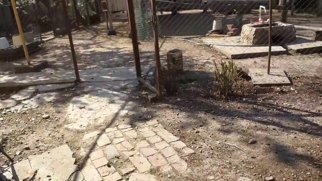 Начало кладки и высиживанние яиц.