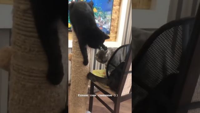 Смешные видео с котами, домашнии бои, кот смотрит телевизор, приколы с котами,cats video смотреть онлайн