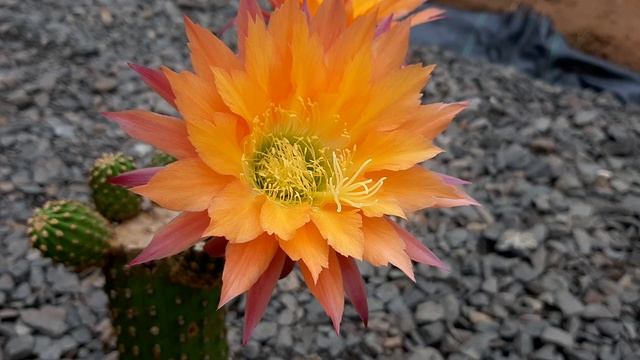 Cactus Flower Video SUPER APRICOT Trichocereus Hybrid Echinopsis