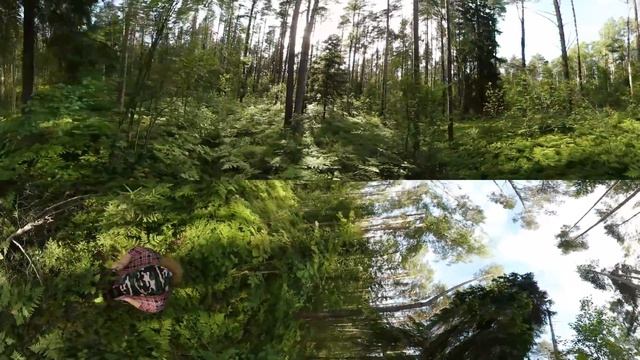 Панорамное Видео 360 VR 4K для очков виртуальной реальности Прогулка по лесу. Релакс.Samsung gear36 смотреть онлайн