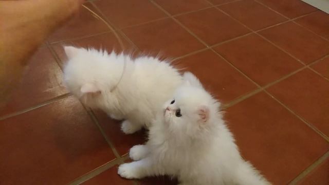 Benjamin Franklin Angelicalpaws Persians смотреть онлайн