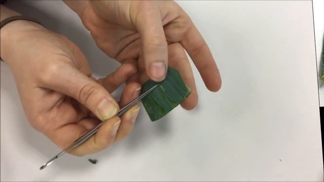 Dissection épiderme poireau stomate смотреть онлайн