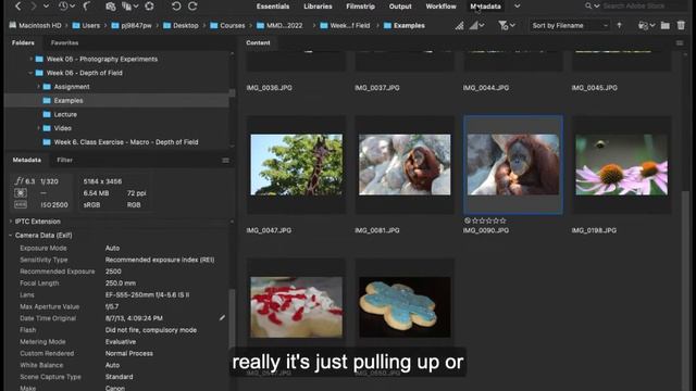 Metadata in Adobe Bridge 2022 cc смотреть онлайн