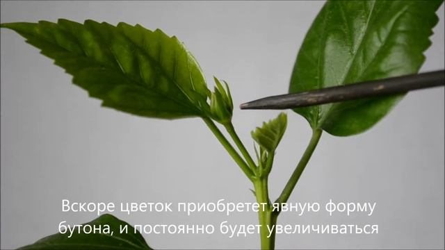 Появление бутонов у комнатного гибискуса смотреть онлайн