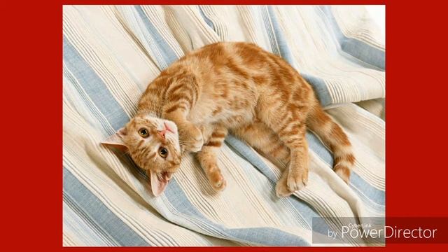 Коты и Кошки,фотографии. #2 смотреть онлайн