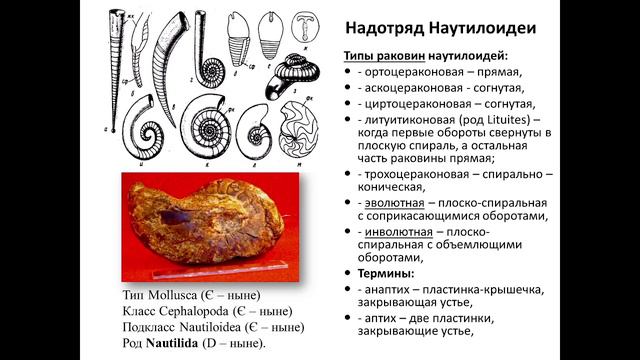Лекция 7 Головоногие_1 смотреть онлайн