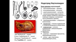 Лекция 7 Головоногие_1