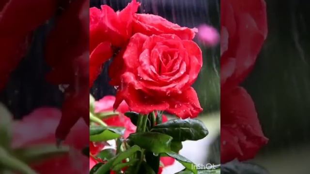 Стих - ( Дорогая сестричка ). смотреть онлайн