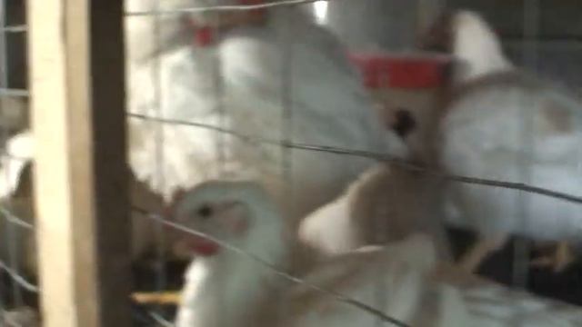 Остановка в росте! Без комбикорма бройлеры не растут если правильно не рассчитать кол-во протеина. смотреть онлайн