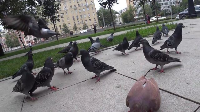 Голуби, посланцы мира. Общение с Ним на пороге Перемен смотреть онлайн
