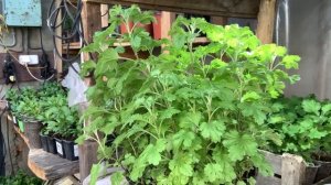 Черенкование хризантем. Важные моменты