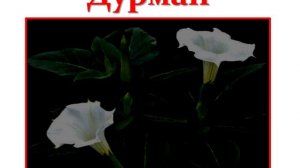 Ядовитые растения видео-урок ГУЗ СОЦОЗМП