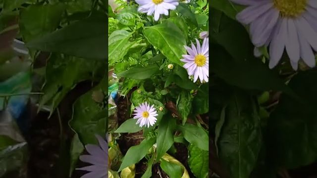 Today I captured some tiny flowers called Kalimeris indica in my mom's garden. смотреть онлайн