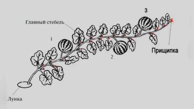 АРБУЗ ГАЛАКТИКА - РАННИЙ УВЕРЕННО РАСТЕТ НА ВСЕХ ВИДАХ ПОЧВ НЕПРИХОТЛИВЫЙ ПОПУЛЯРНЫЙ СОРТ смотреть онлайн