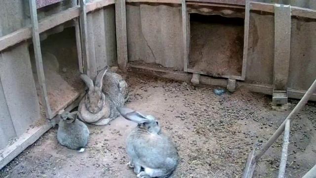 Кроличья яма. Видеонаблюдение. смотреть онлайн