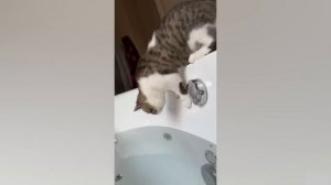 Приколы с котами! Смешные коты! С ОЗВУЧКОЙ! СМЕШНЫЕ ЖИВОТНЫЕ