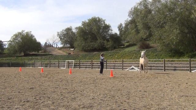 Perl the Mule had a tendency to get mad and pin her ears when asked to circle. смотреть онлайн