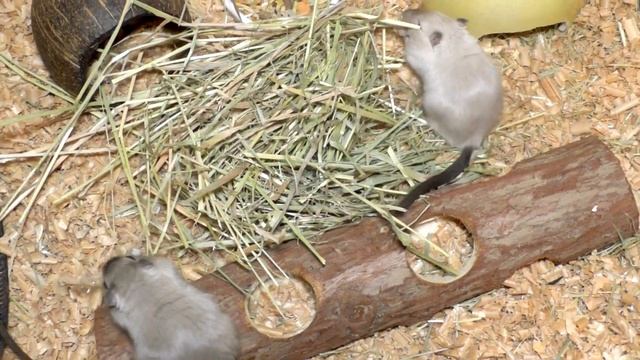 Песчанки - уход и содержание. Как ухаживать за песчанкой в домашних условиях. Все о песчанках смотреть онлайн