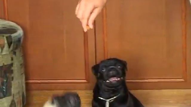 Мопсы смотреть онлайн