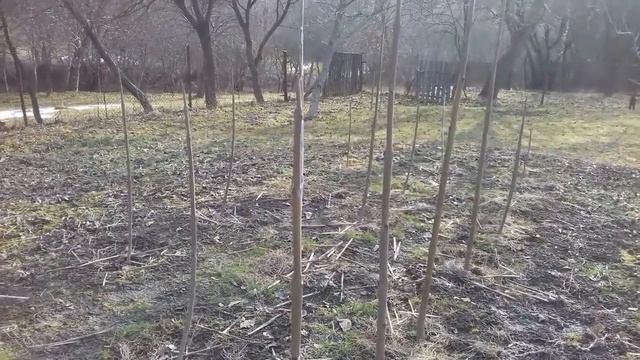 Зимует или нет павловния ? Результат зимовки павловнии на 19.03.21 смотреть онлайн
