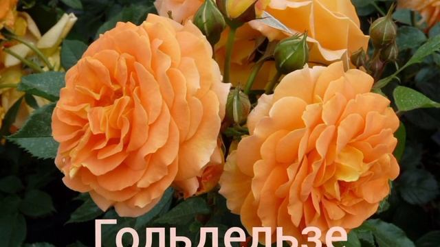 Эти розы цветут всё лето! Зимостойкие ,обильноцветущие,устойчивы к заболеваниям. смотреть онлайн