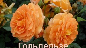 Эти розы цветут всё лето! Зимостойкие ,обильноцветущие,устойчивы к заболеваниям.