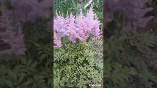 мои прекрасные цветы