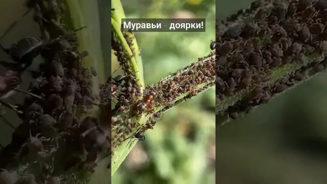 Красные #муравьи разводят на растениях #тлю для того чтобы питаться продуктами ее жизни деятельност