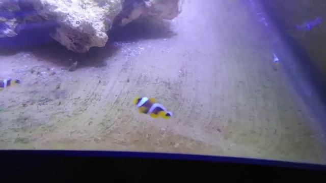 2020-05-21 22:14:03 Amphiprion bicinctus 23. day. смотреть онлайн