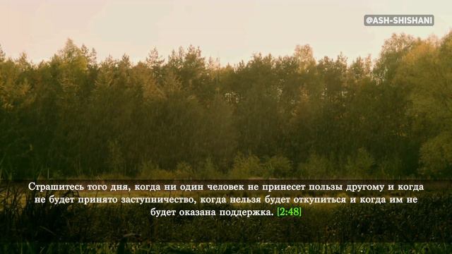 КРАСИВОЕ ЧТЕНИЕ КОРАНА! СУРА 2 : АЛЬ - БАКАРА «КОРОВА». ХАНИФ ИБРАХИМ АШ-ШИШАНИ смотреть онлайн