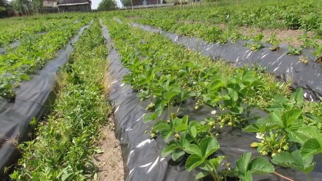 Начало плодоношения клубника Азия Альба смотреть онлайн