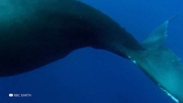 Битва Самых Больших Китов в Мире, Синий Кит Против Кашалота смотреть онлайн