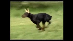 Доберман описание породы! Все о породе собаки!