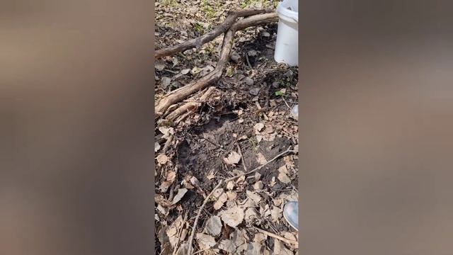 Нашли следы йети. Экспедиция 29.04.2021. Леший, снежный человек, бигфут смотреть онлайн