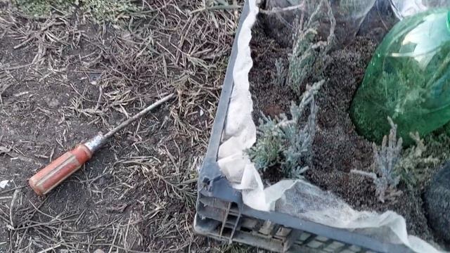 548.Черенкование можжевельника, мне уже не надо но пусть будет.?