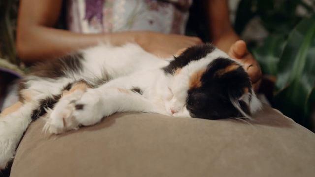 Katze, Katzen, Kater 10 Minuten Powernap mit Entspannungsmusik. смотреть онлайн
