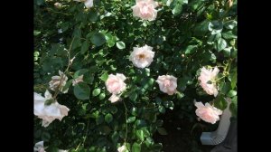 Роза плетистая "Пенни Лейн" или "Нью Доун" в моем саду! Определила, как НЬЮ ДОУН.