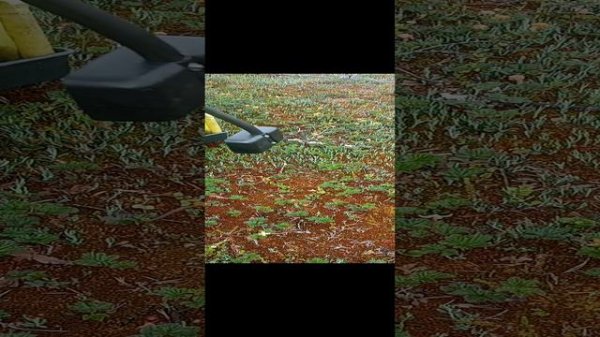 сбор морошки стоя эксперимент https://vk.com/club223023506
www.sbor-yagod.ru