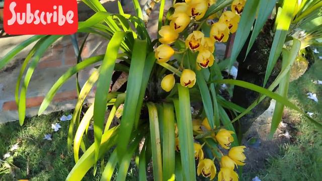 ORQUÍDEAS CYMBIDIUM смотреть онлайн