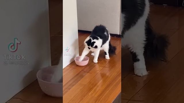 MY CHILD IS COMPLETELY FINE ТРЕНД МЕМ С КОТОМ!!! #Shorts #YouTubeShorts #Мемы #ТикТок смотреть онлайн