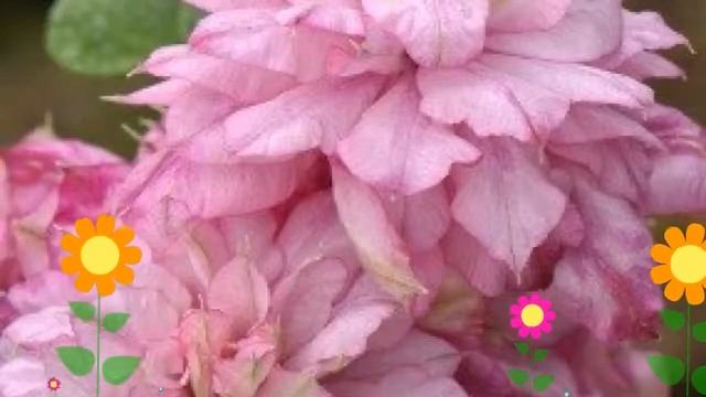Клематис гибридный Innocent Glance. Краткий обзор, описание характеристик смотреть онлайн